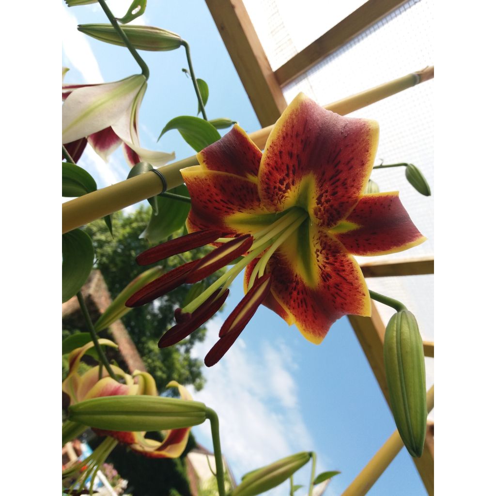 Giglio a tromba ibrido Scheherazade