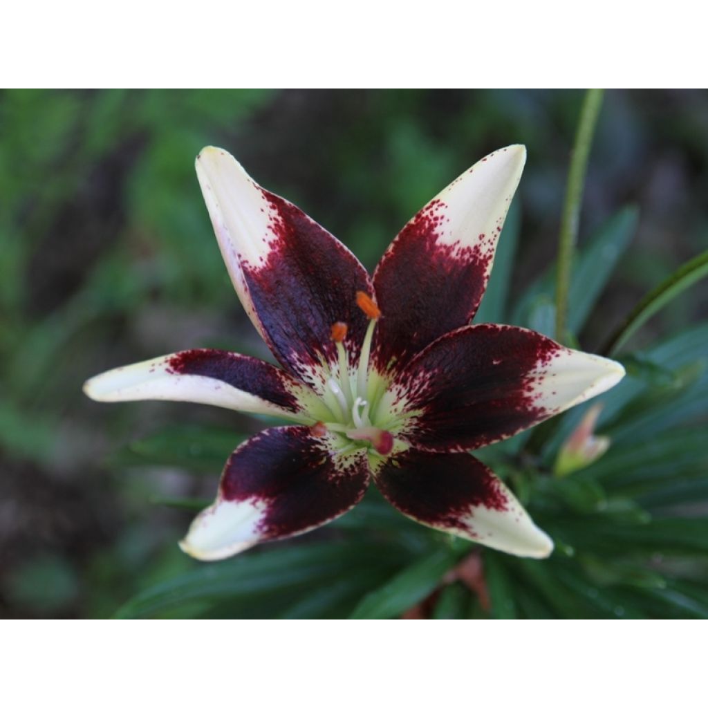 Giglio ibrido Netty's pride