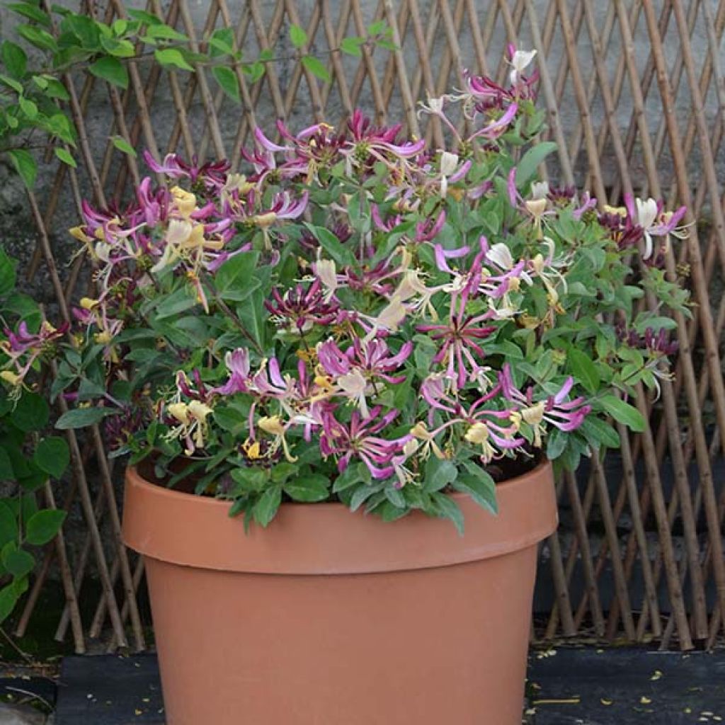 Lonicera periclymenum Chic et Choc - Caprifoglio atlantico