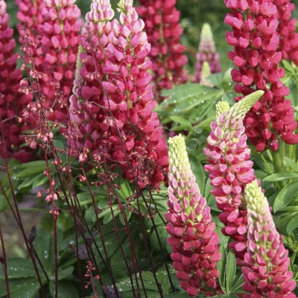 Lupinus Gallery Red - Lupino