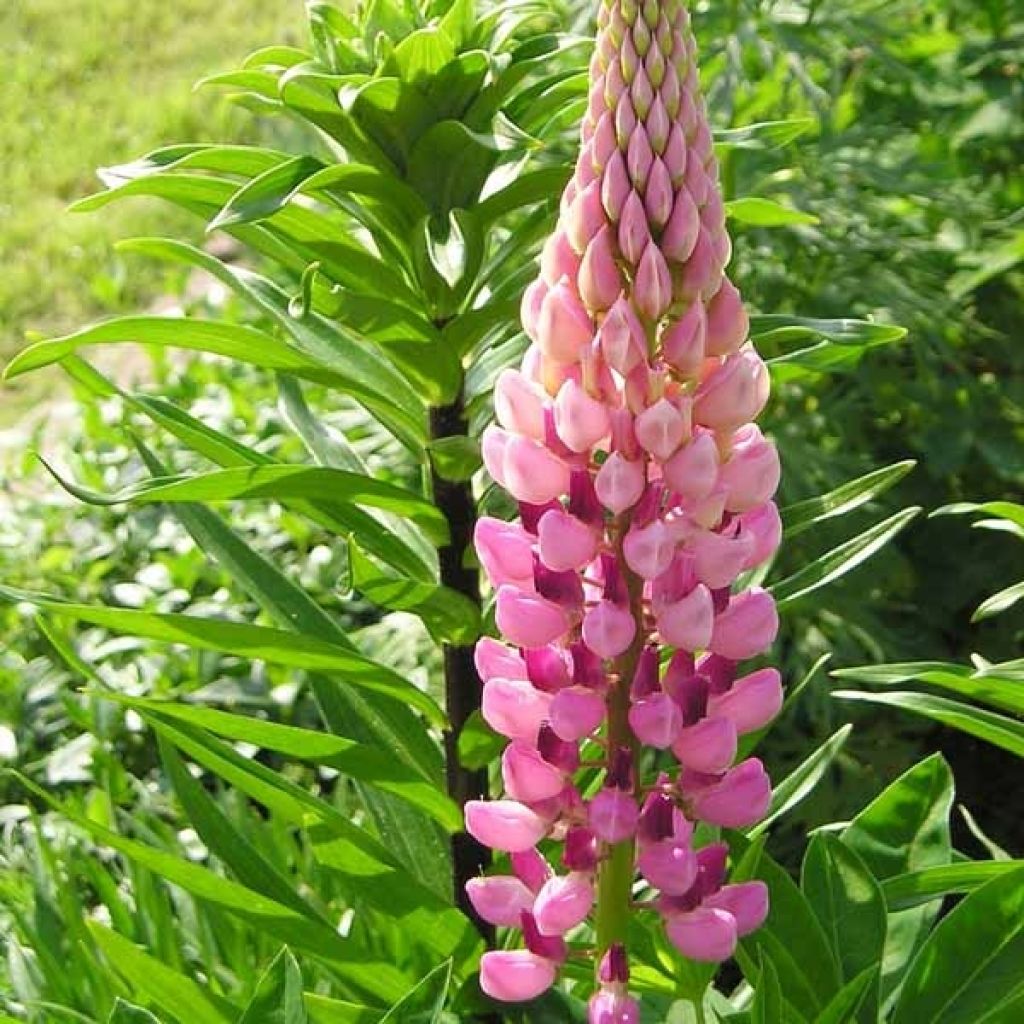Lupinus The Châtelaine - Lupino