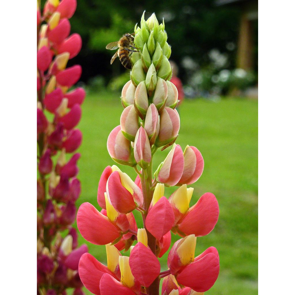 Lupinus West Country Tequila Flame - Lupino