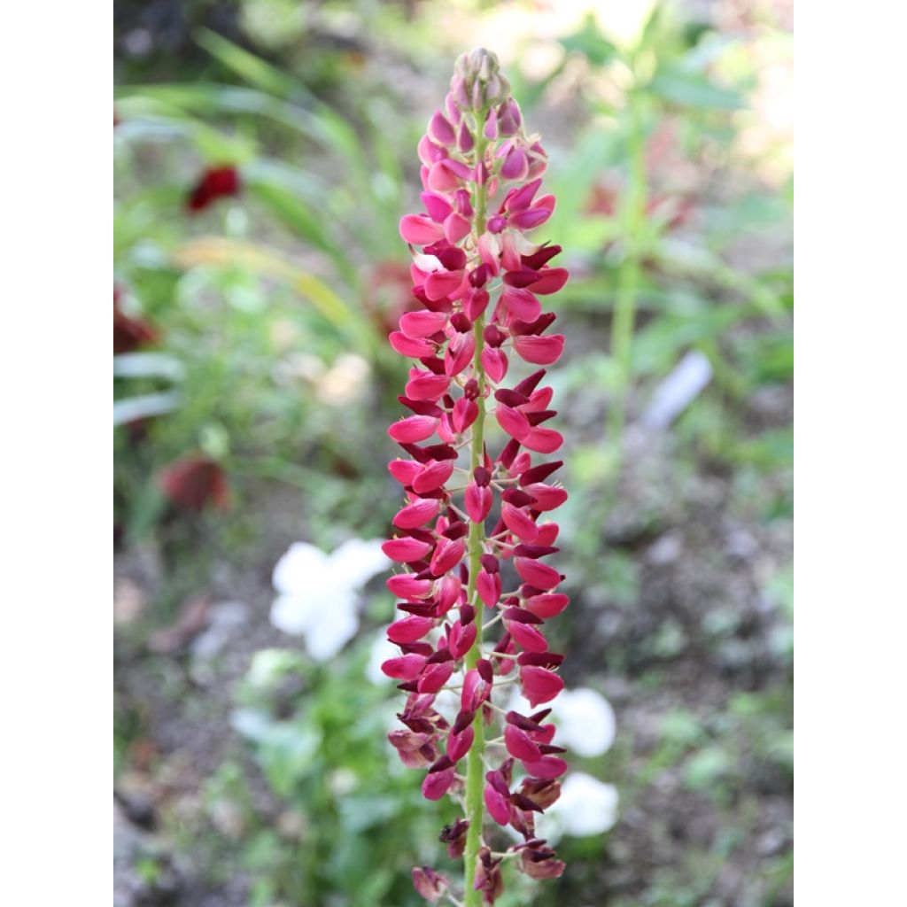Lupinus polyphyllus Russell Hybrids Mix - Lupino a fogliole numerose