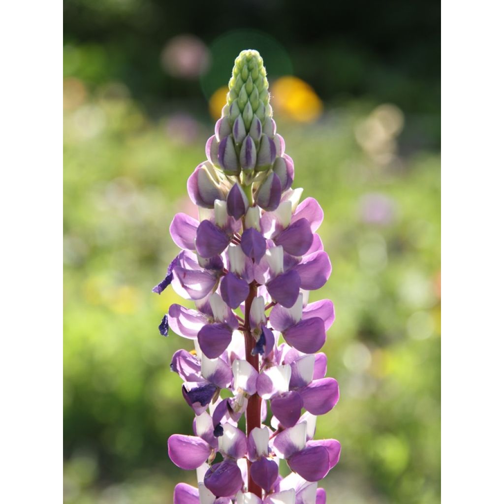 Lupinus The Governor - Lupino