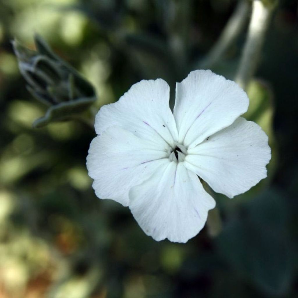 Lychnis coronaria Alba - Crotonella coronaria