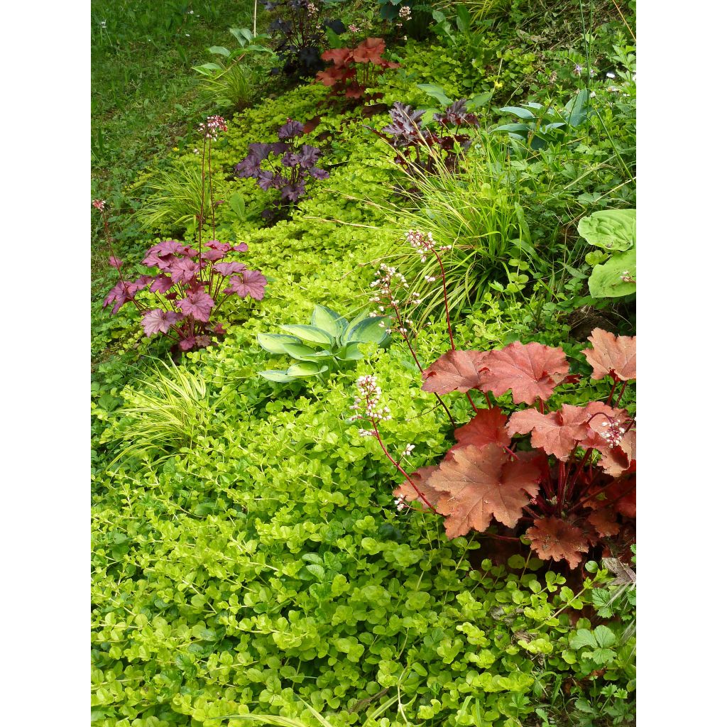 Lysimachia nummularia Aurea - Mazza d'oro minore