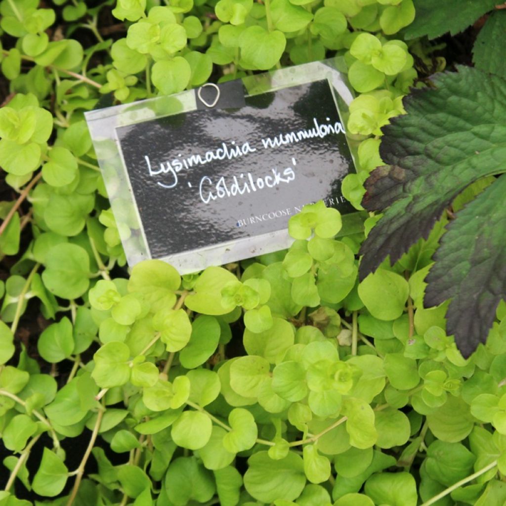 Lysimachia nummularia Goldilocks - Mazza d'oro minore