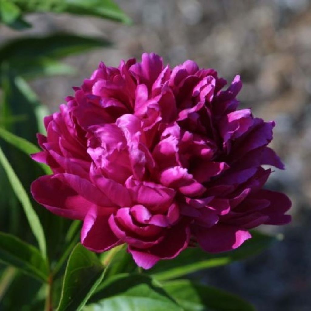 Peonia erbacea Françoise Ortegat