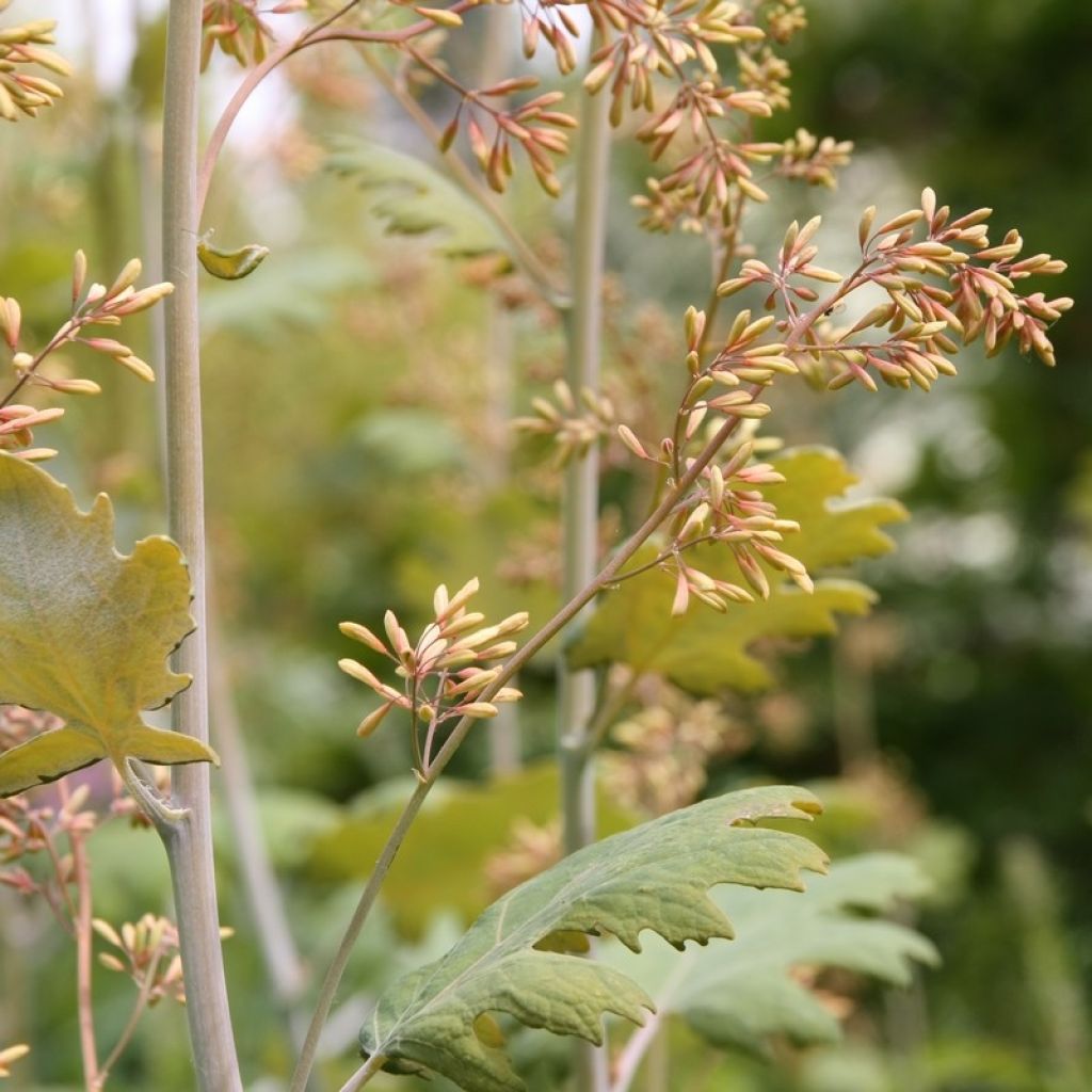 Macleaya cordata