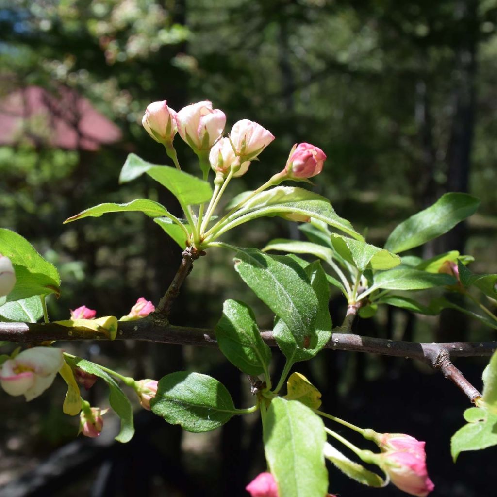 Malus toringo - Melo da fiore