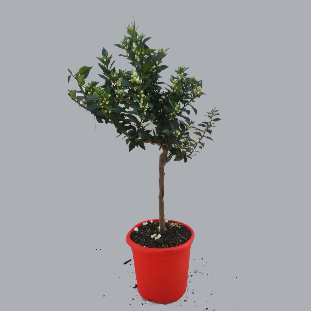 Citrus aurantium var. myrtifolia - Chinotto