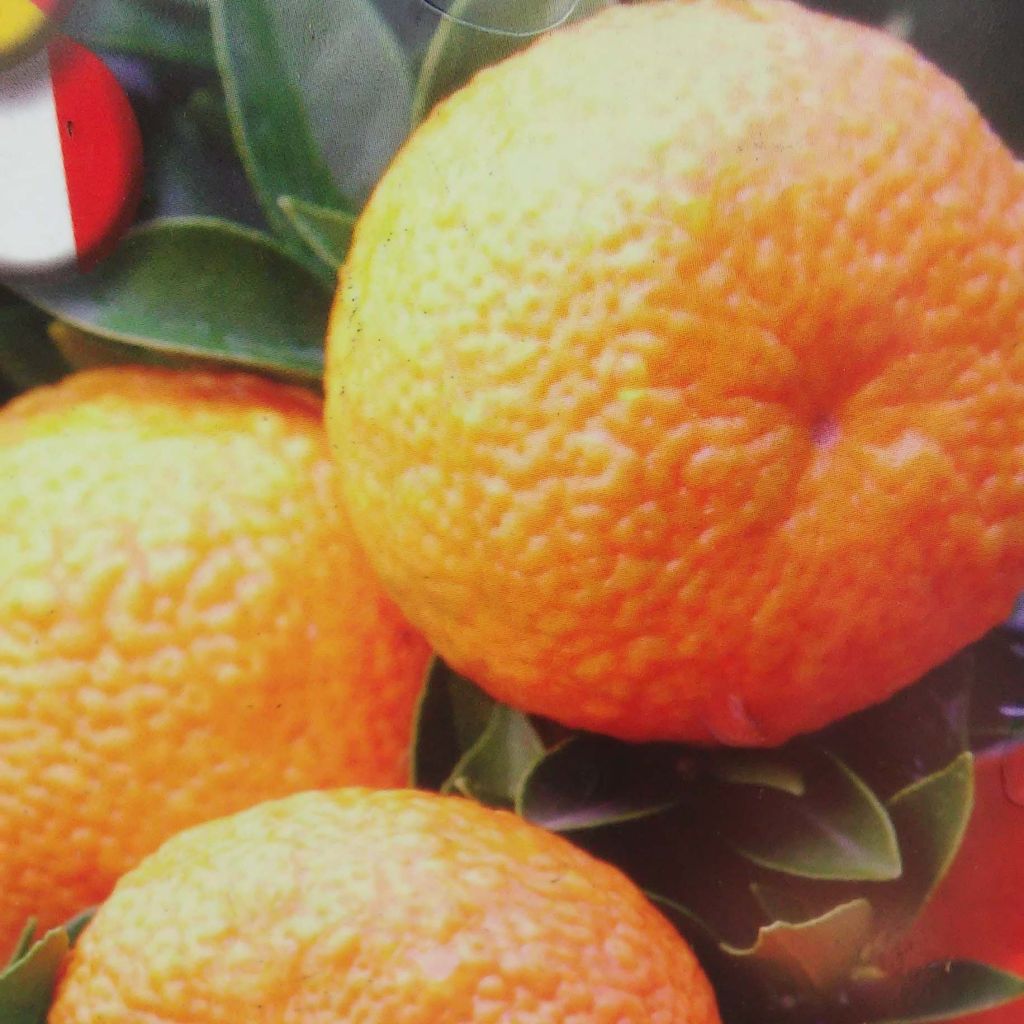 Citrus aurantium var. myrtifolia - Chinotto