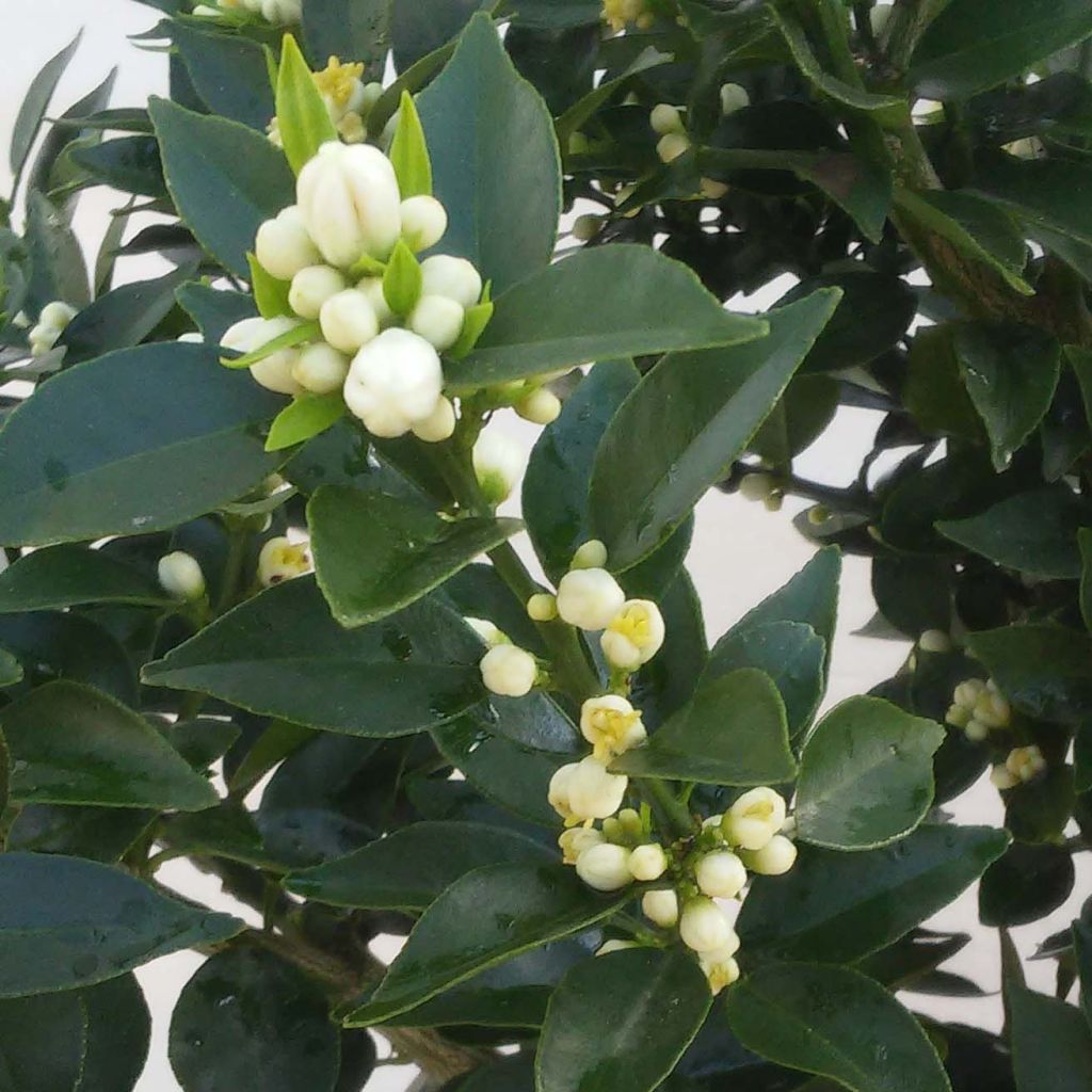 Citrus aurantium var. myrtifolia - Chinotto