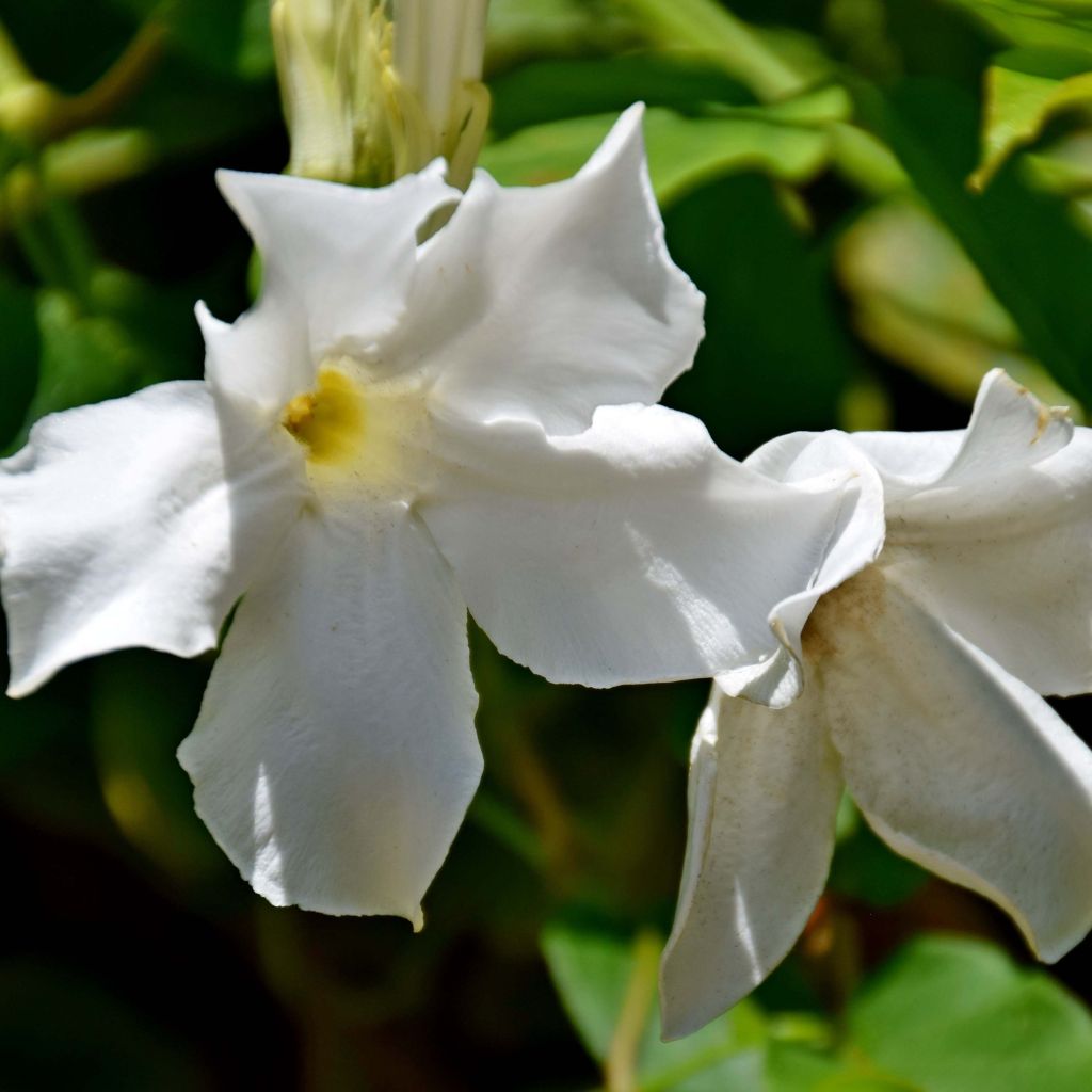 Mandevilla laxa - Gelsomino del Cile
