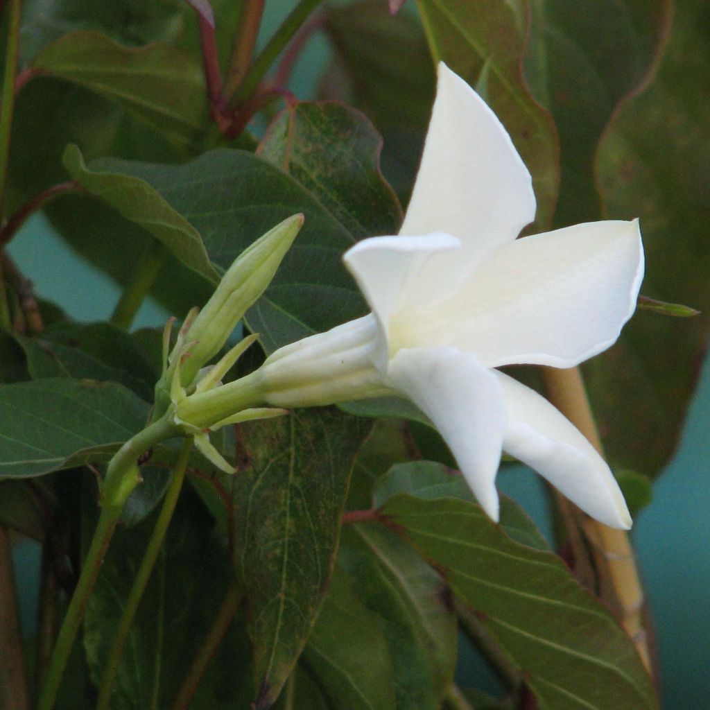 Mandevilla laxa - Gelsomino del Cile