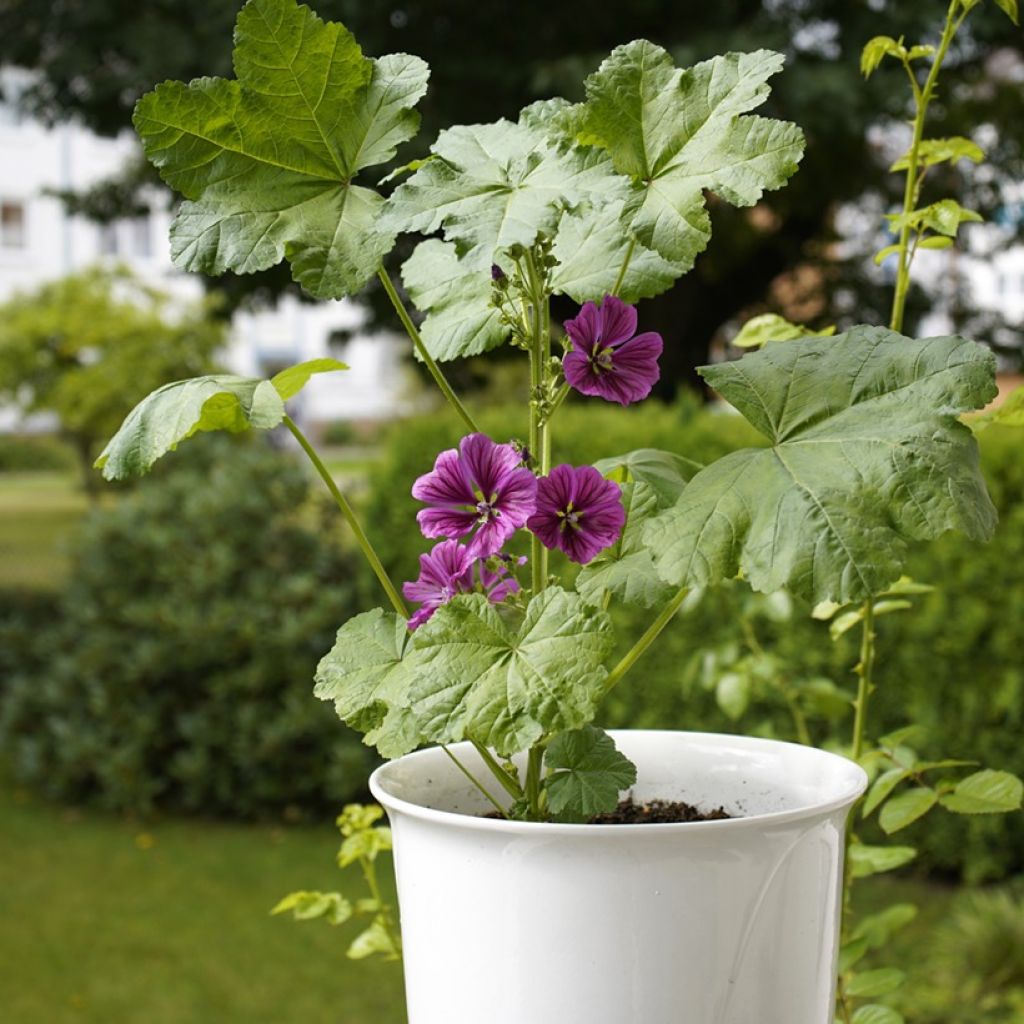 Malva sylvestris var Mauritiana Bio (semi) - Malva selvatica