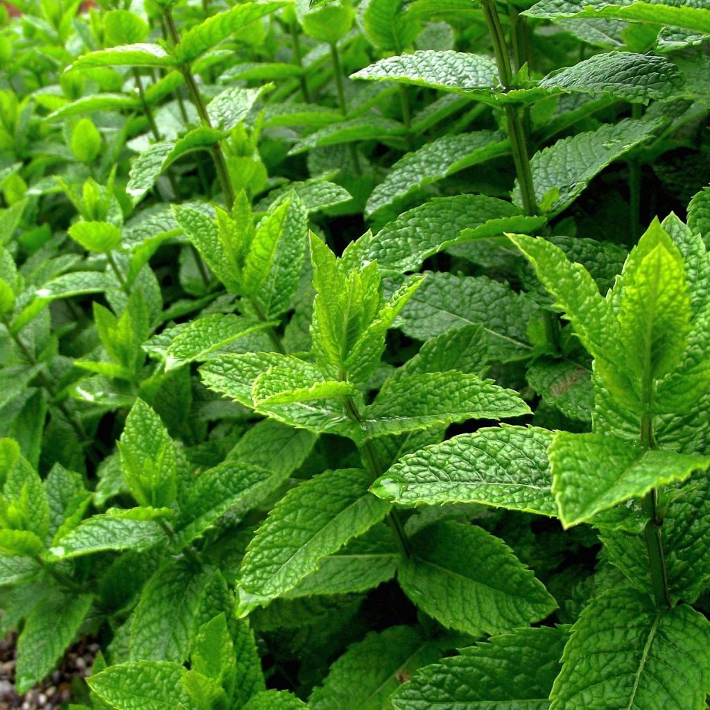 Mentha piperita Bio (piante) - Menta piperita