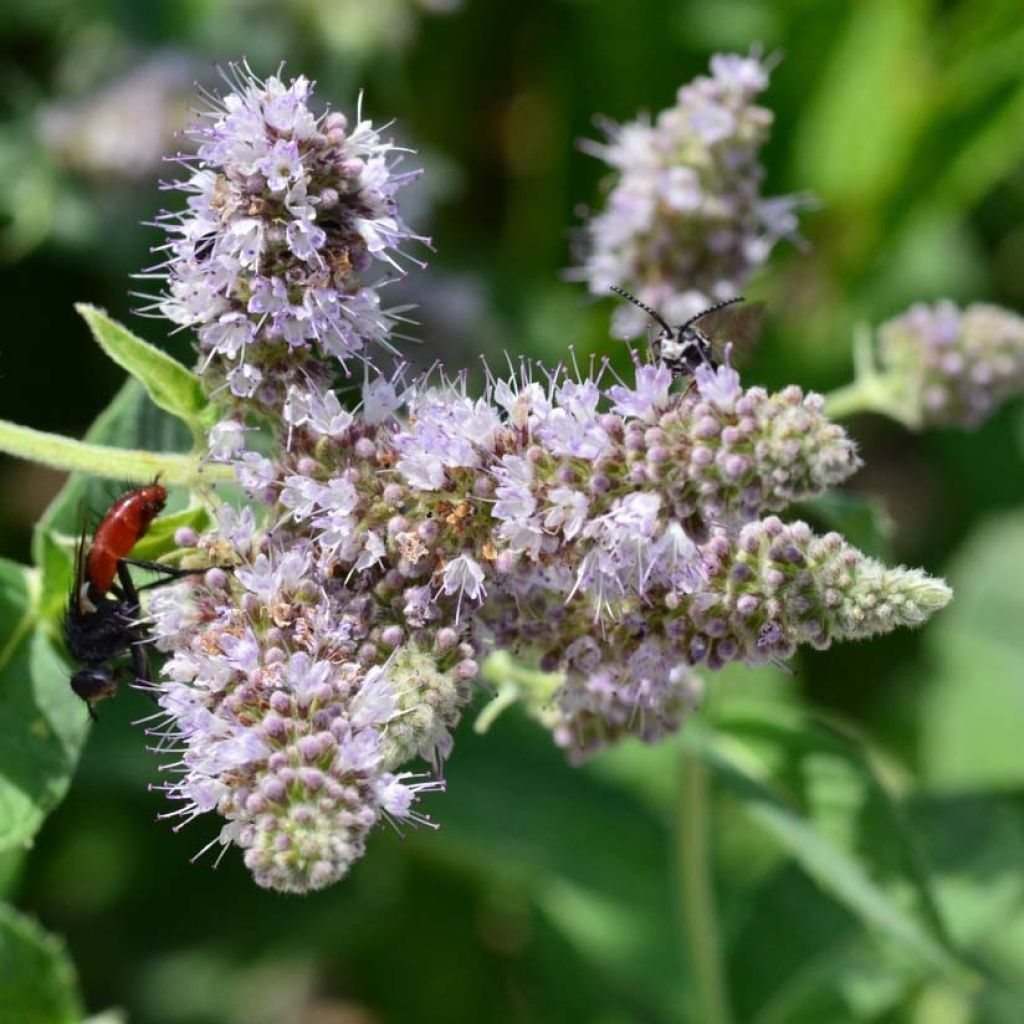Mentha buddleiana - Menta