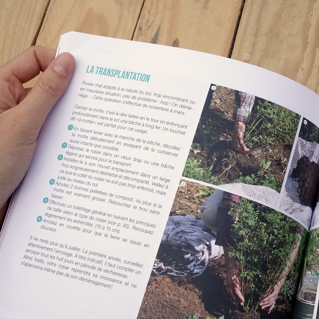 Mes beaux rosiers faciles et résistants