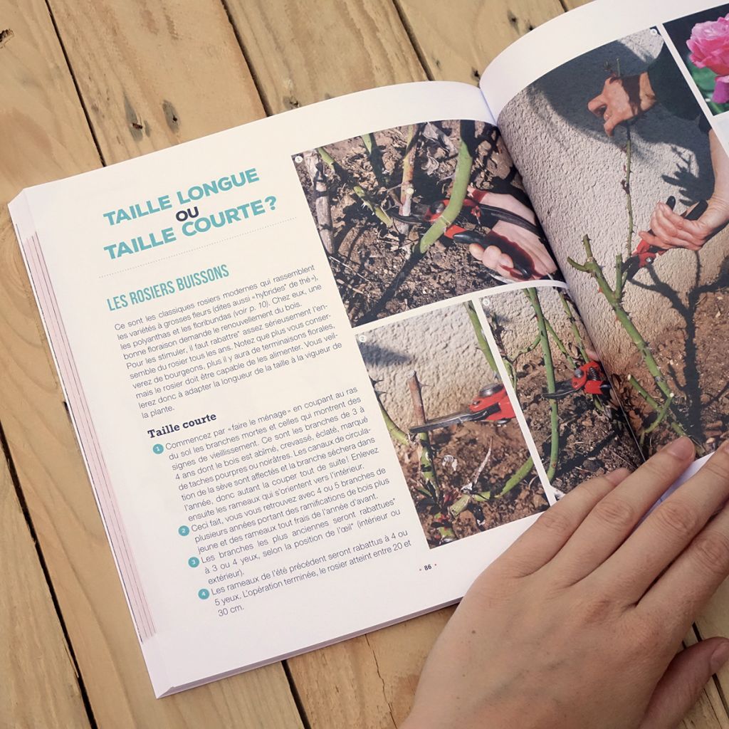 Mes beaux rosiers faciles et résistants