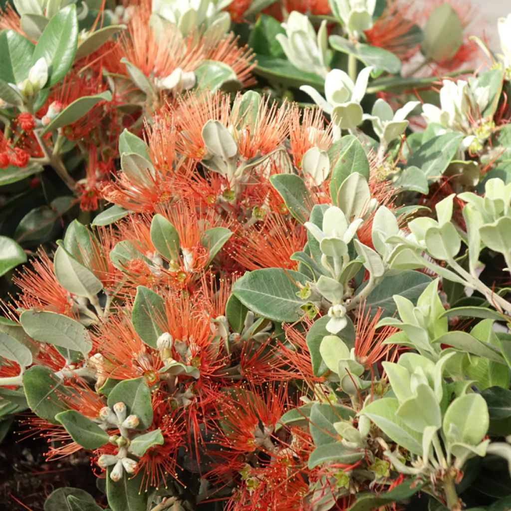 Metrosideros x thomasii
