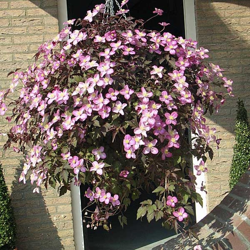 Clematis montana Mayleen - Clematide