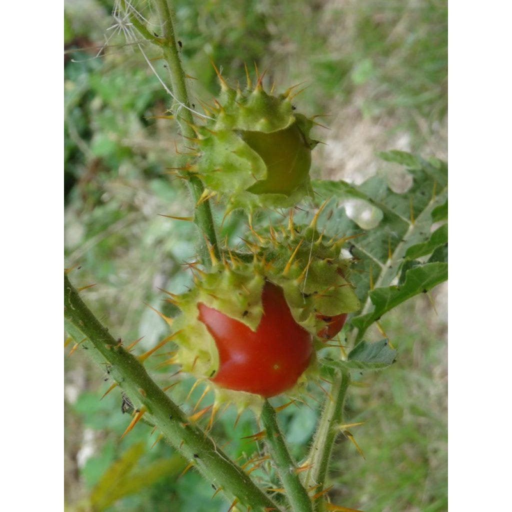 Et des fruits qui se défendent !