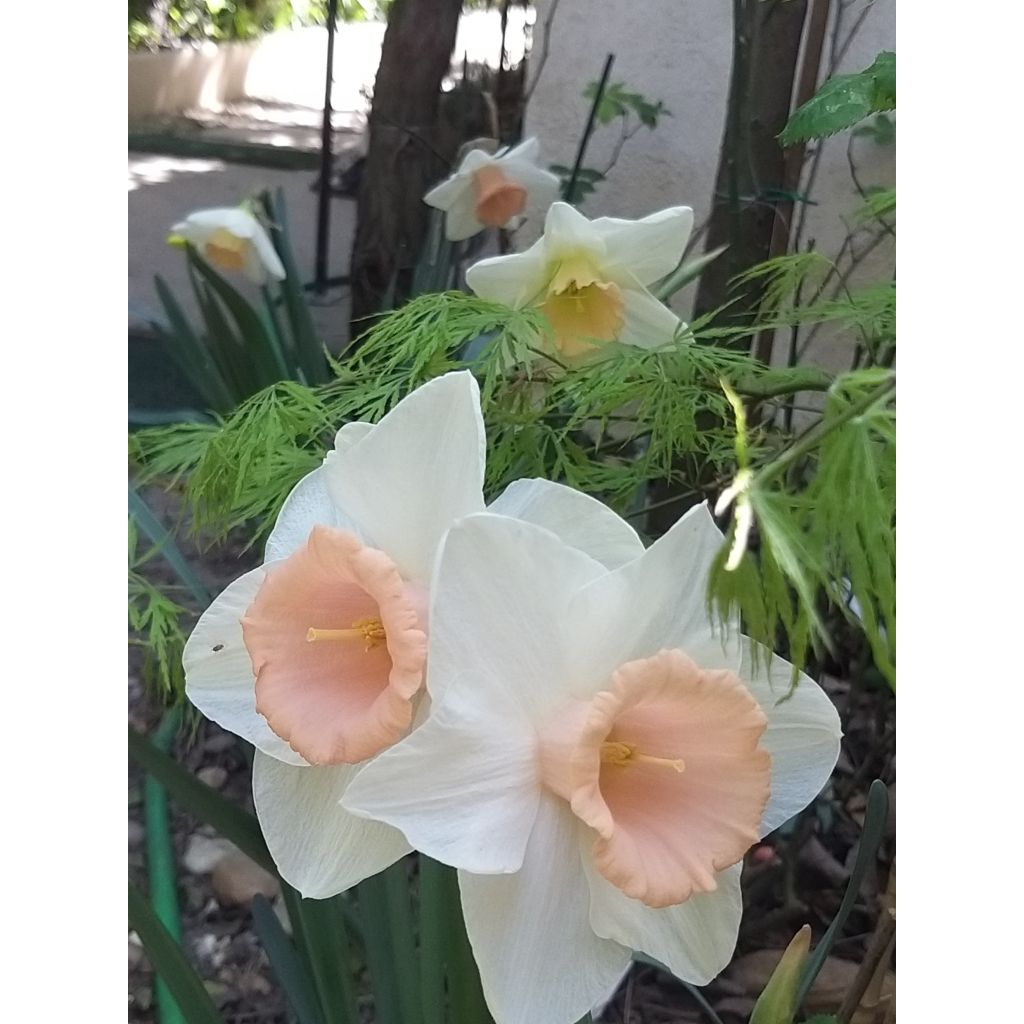 Narciso grande-coronato Louise de Coligny