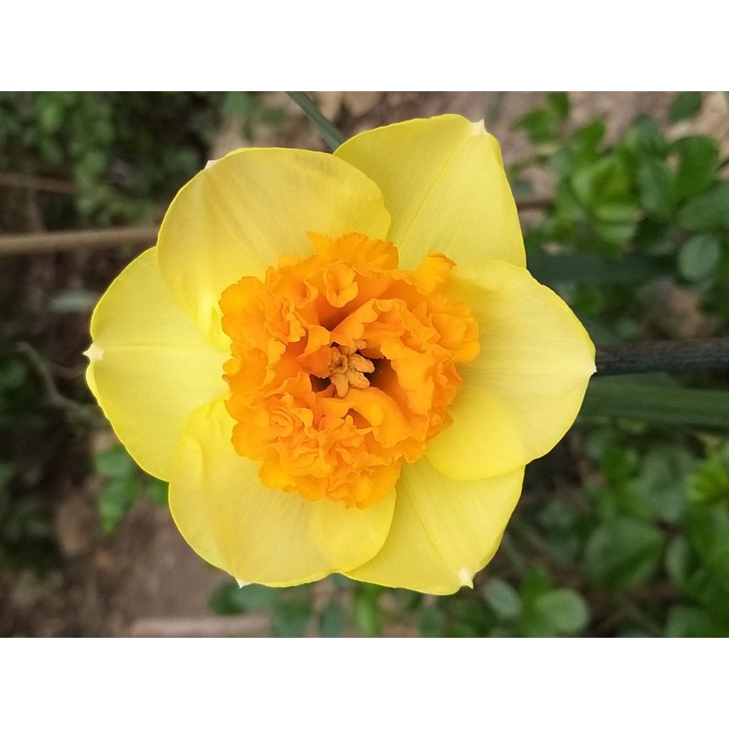 Narciso grande-coronato Modern Art