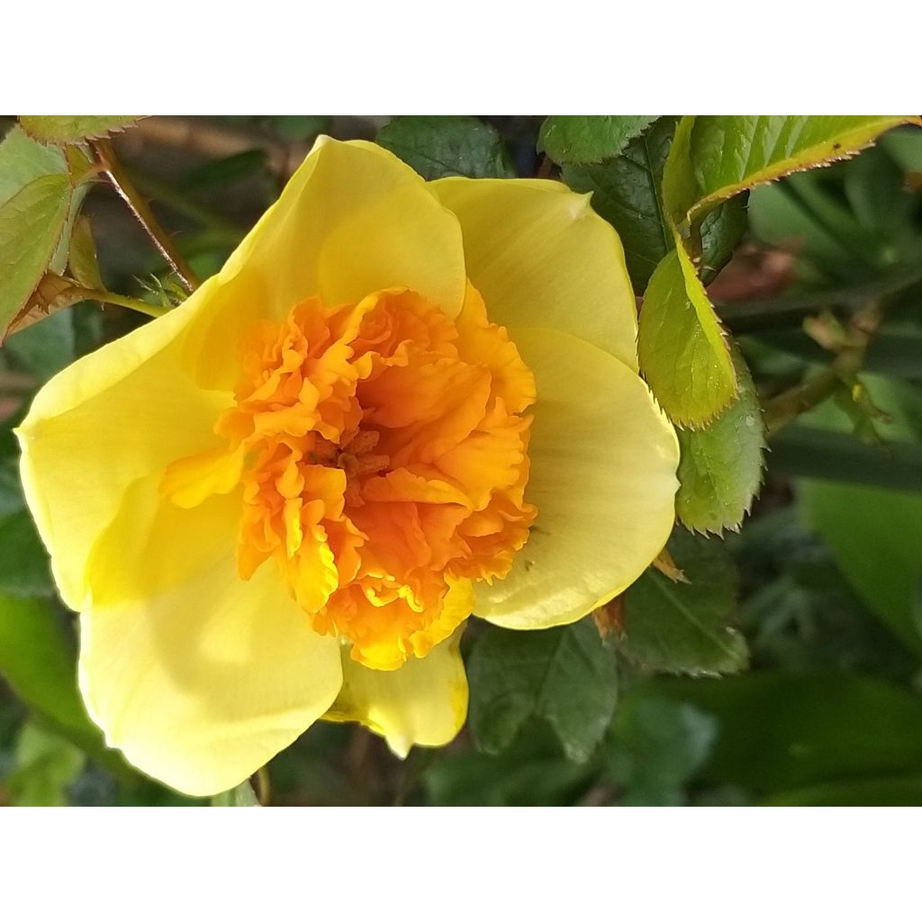 Narciso grande-coronato Modern Art