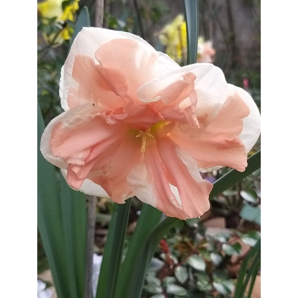 Narciso Apricot Whirl
