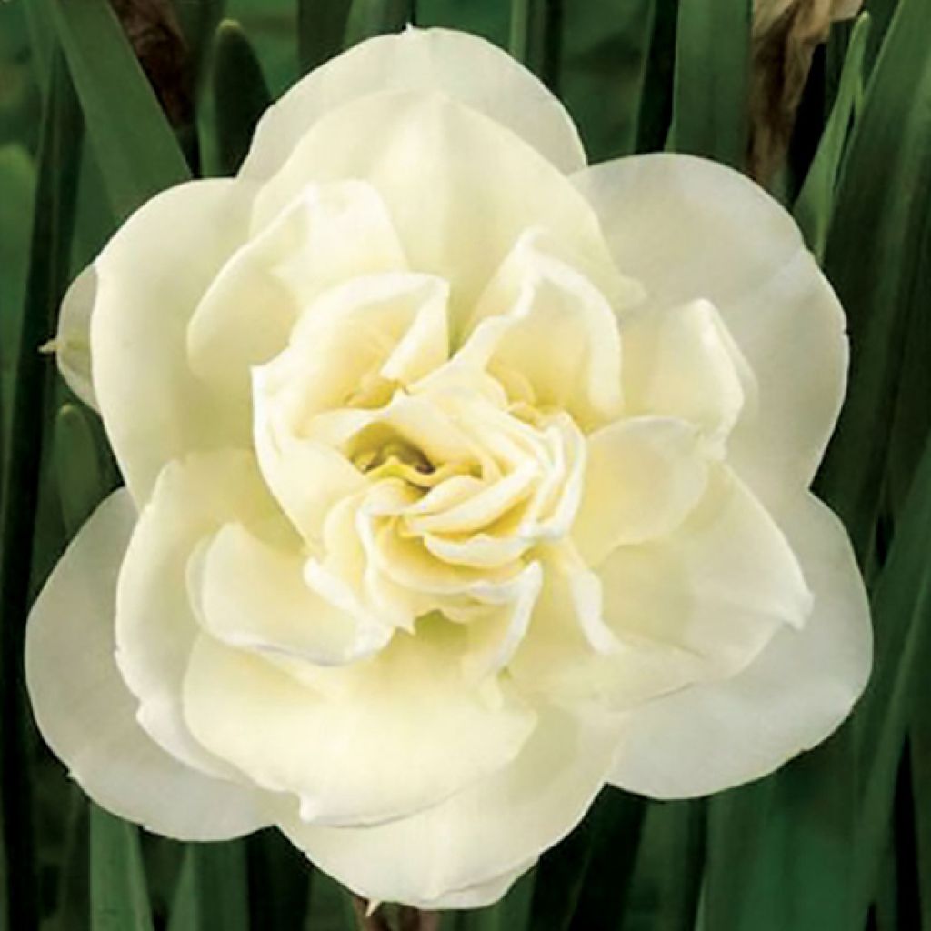 Narciso a fiore doppio Rose of May