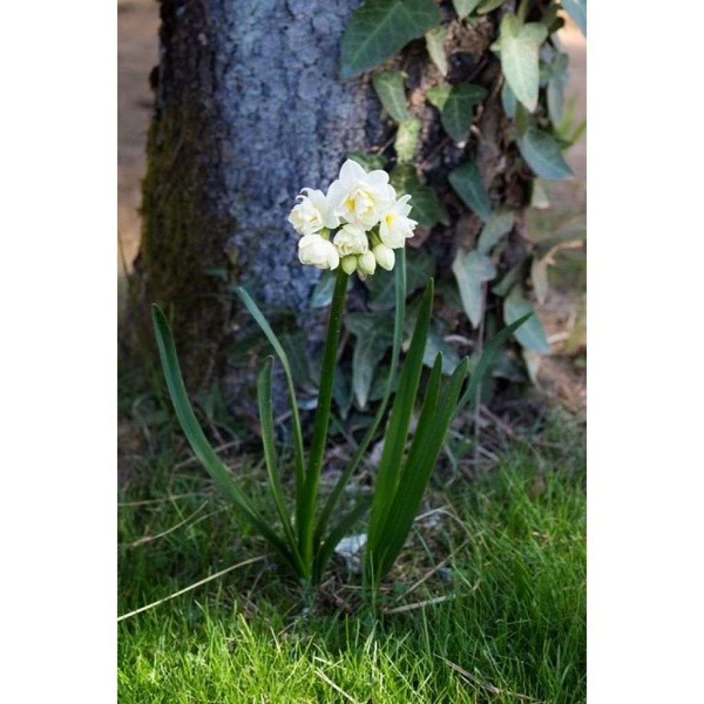 Narciso Tazetta Erlicheer