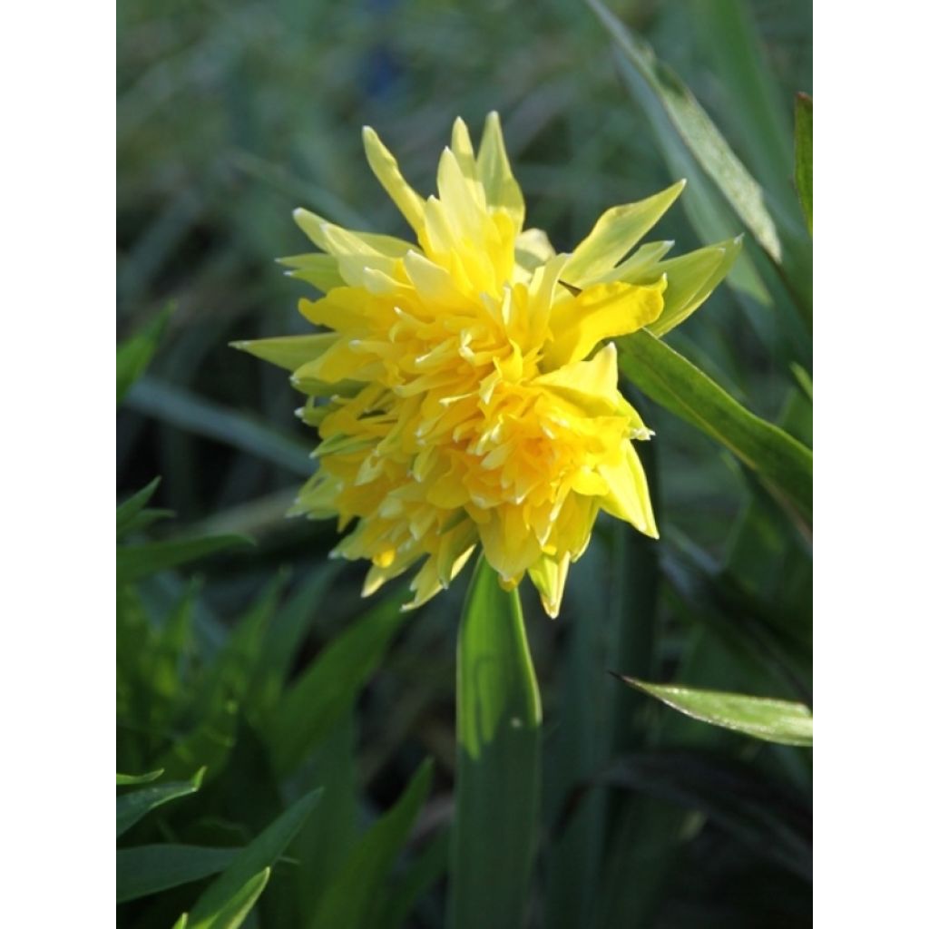 Narciso Rip van Winkle