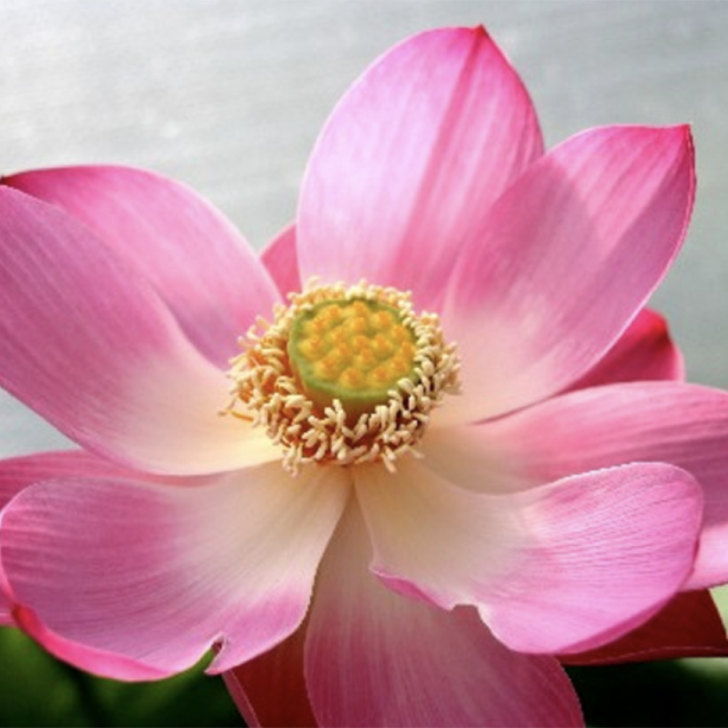 Nelumbo Red Children - Fior di loto