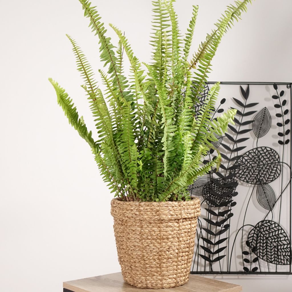 Nephrolepis cordifolia Artic Jungle - Felce cordifolia