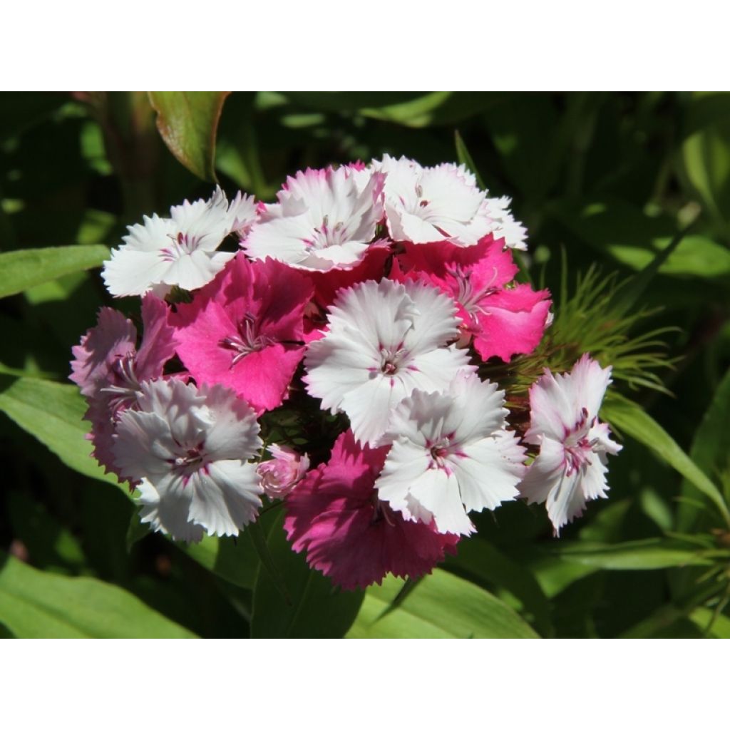 Dianthus barbatus Kaleidoscope Mixed - Garofano dei poeti