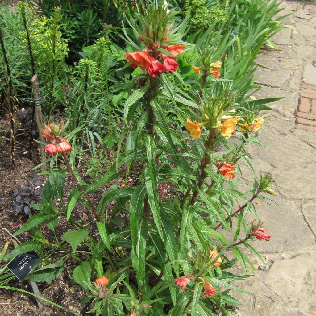 Oenothera versicolor
