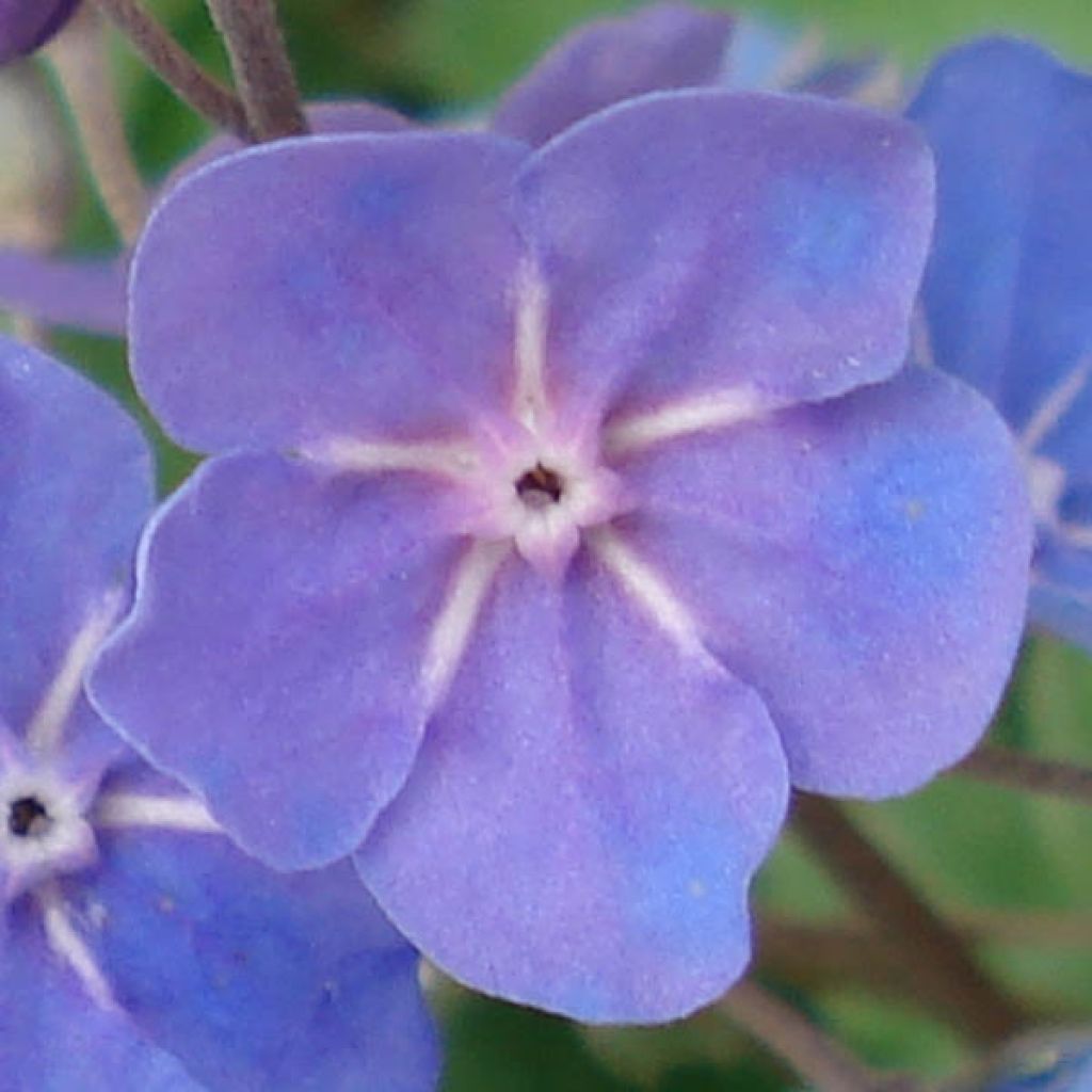 Omphalodes Cherry Ingram