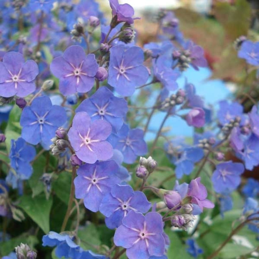 Omphalodes Cherry Ingram