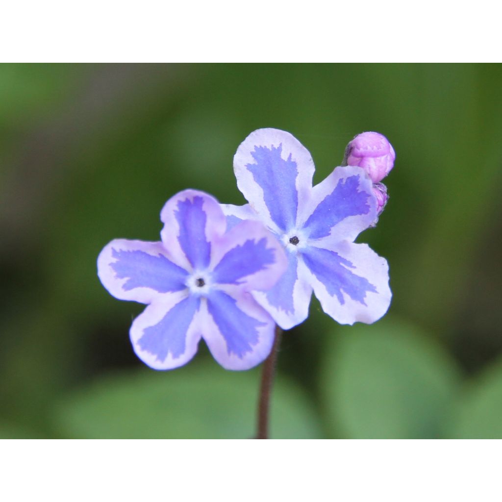 Omphalodes Starry Eyes