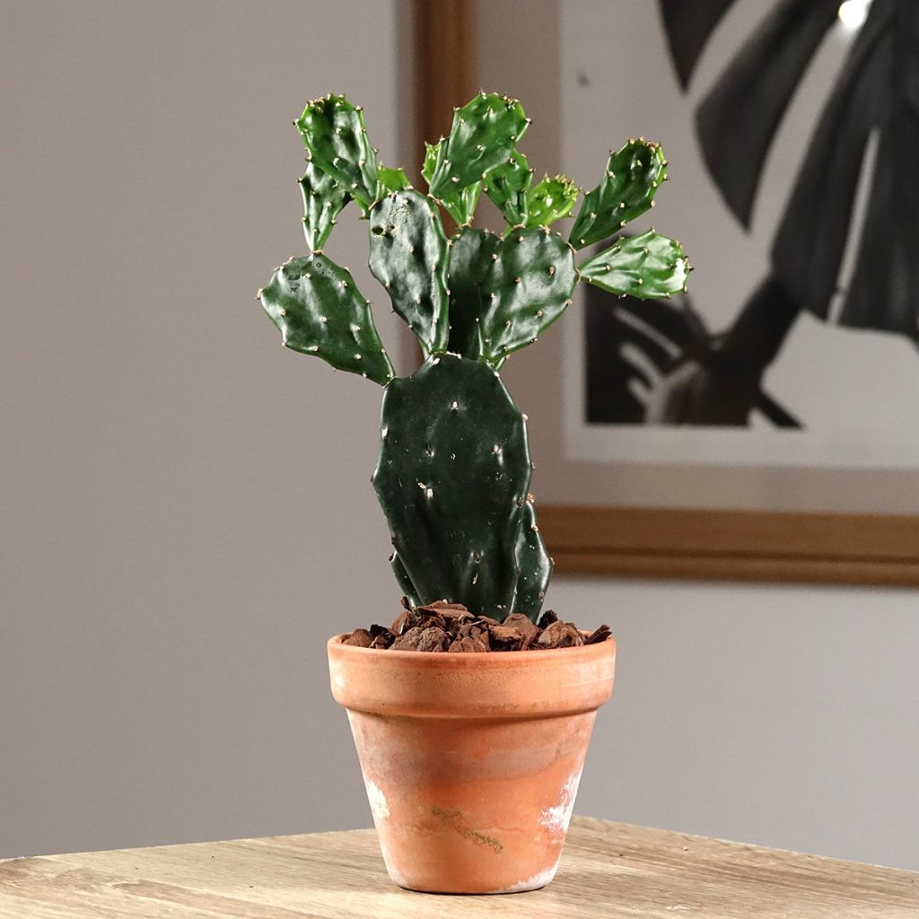 Opuntia jamaicensis