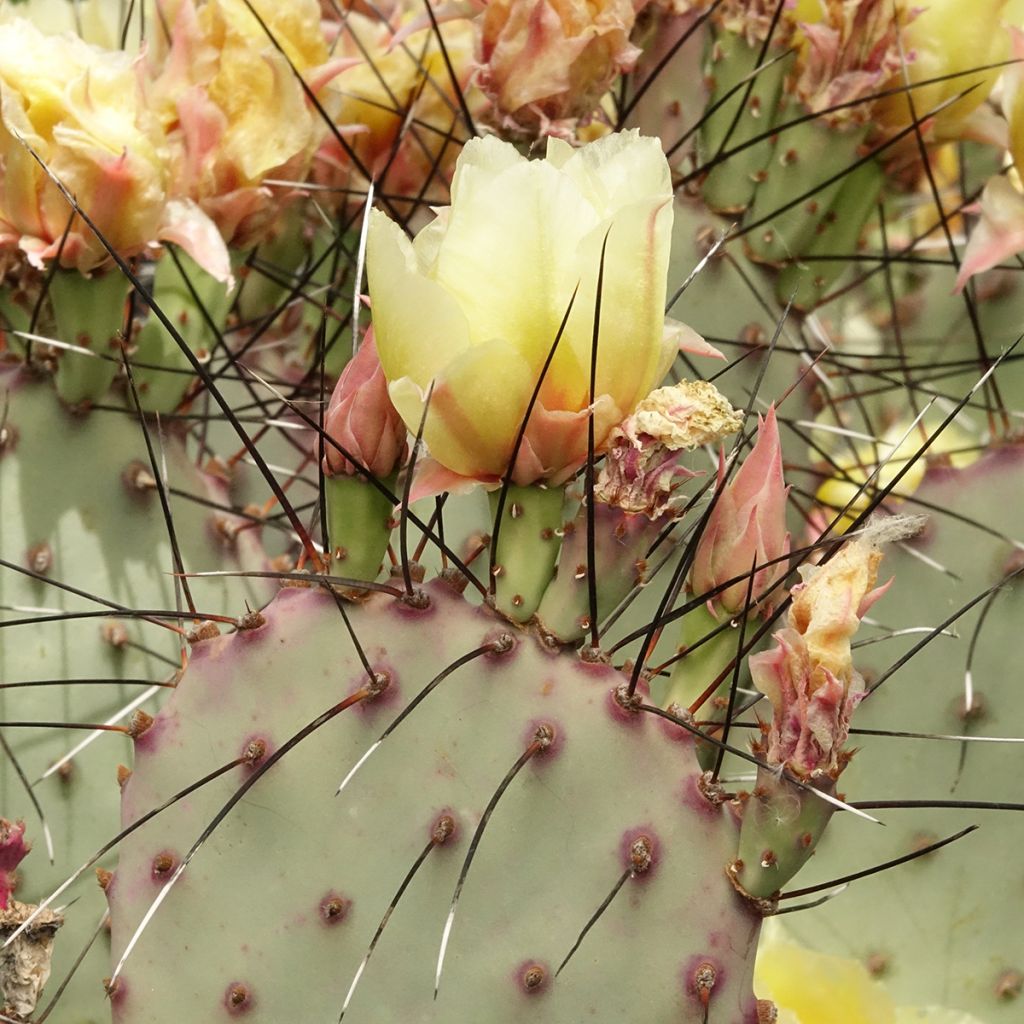 Opuntia macrocentra (spine nere) - Cactus