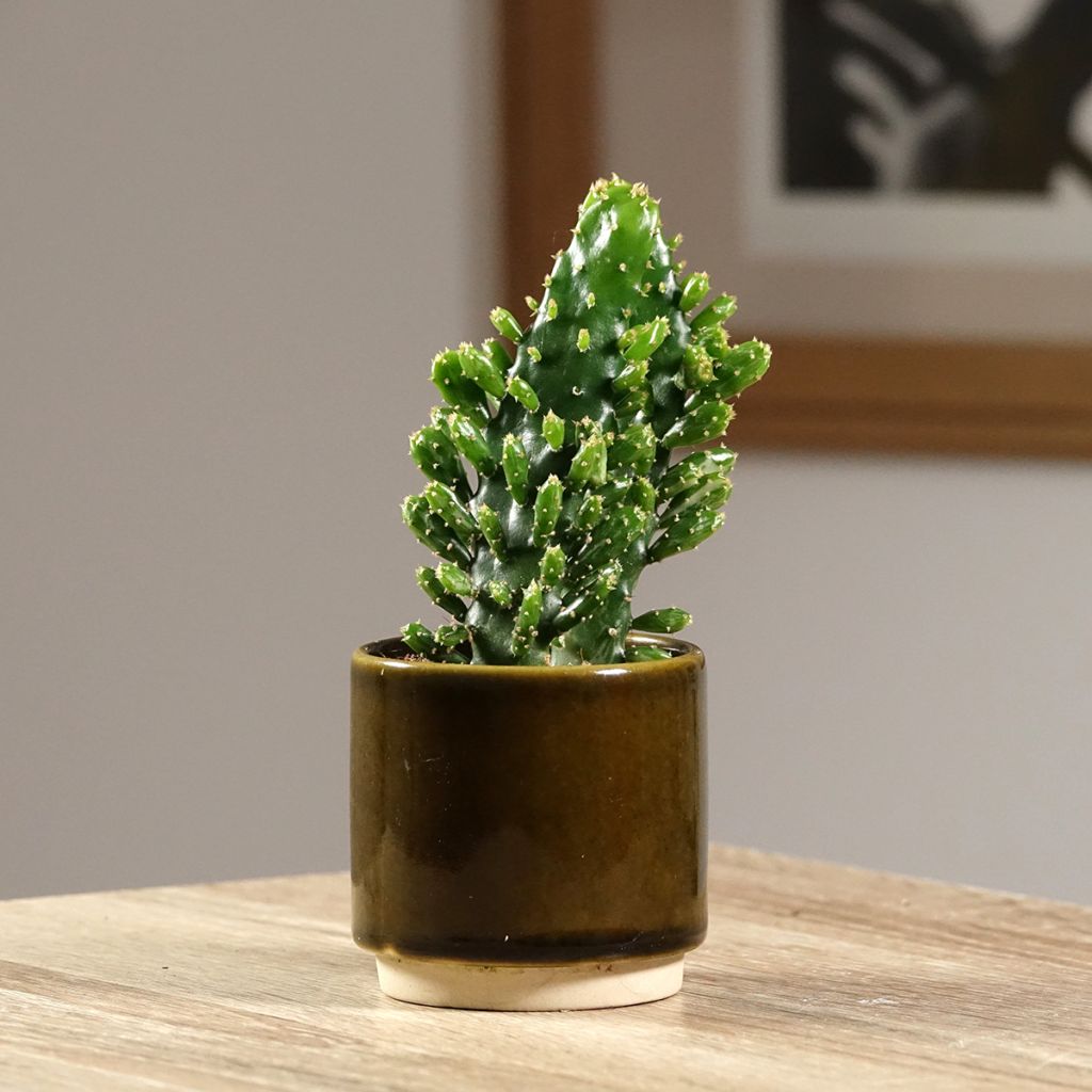 Opuntia monacantha