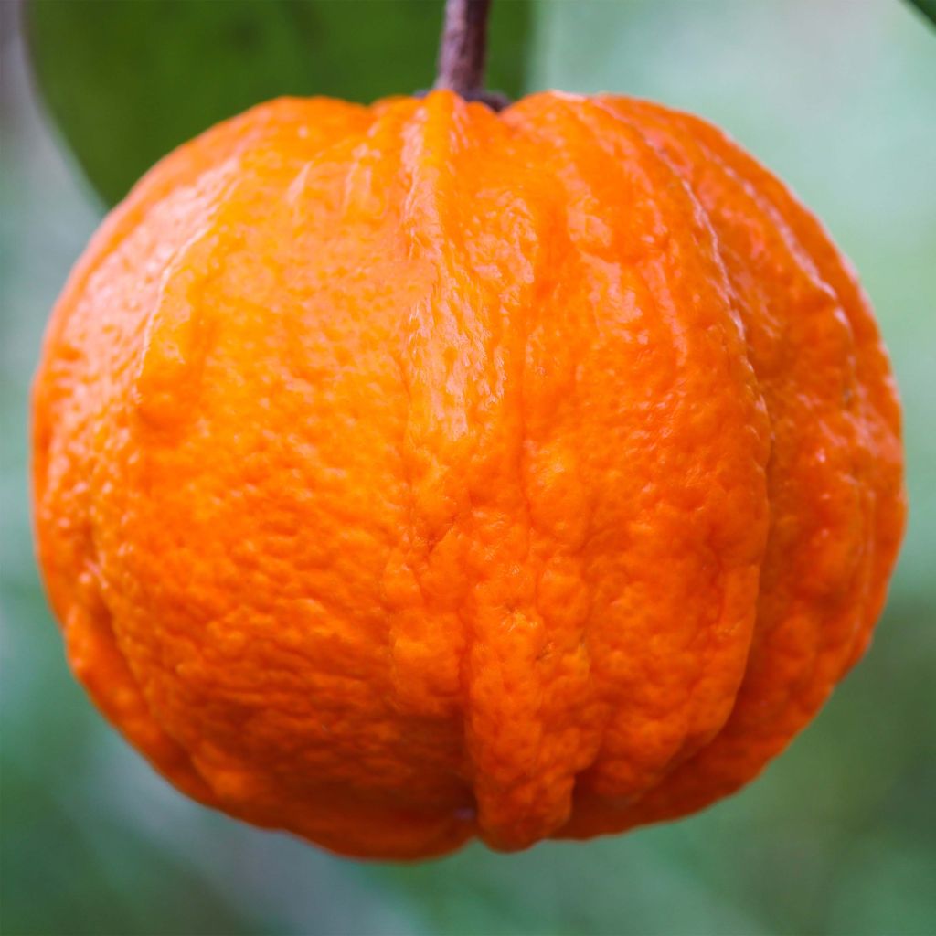 Citrus sinensis x aurantium Corrugata - Arancio