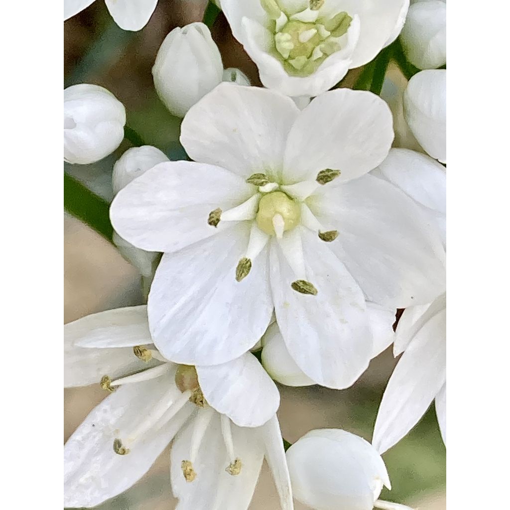 Ornithogalum balansae - Ornitogallo