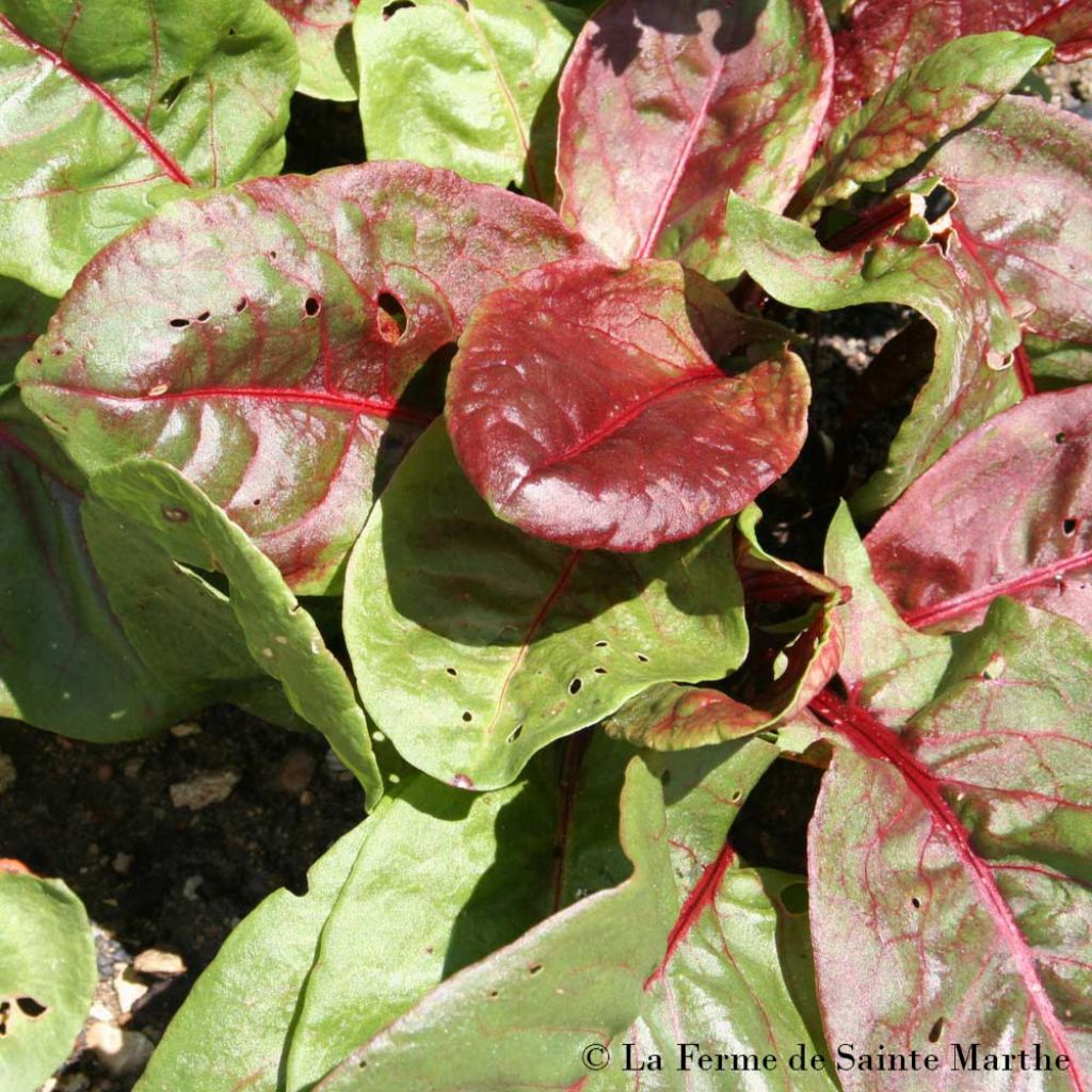 Romice rosso sanguineus