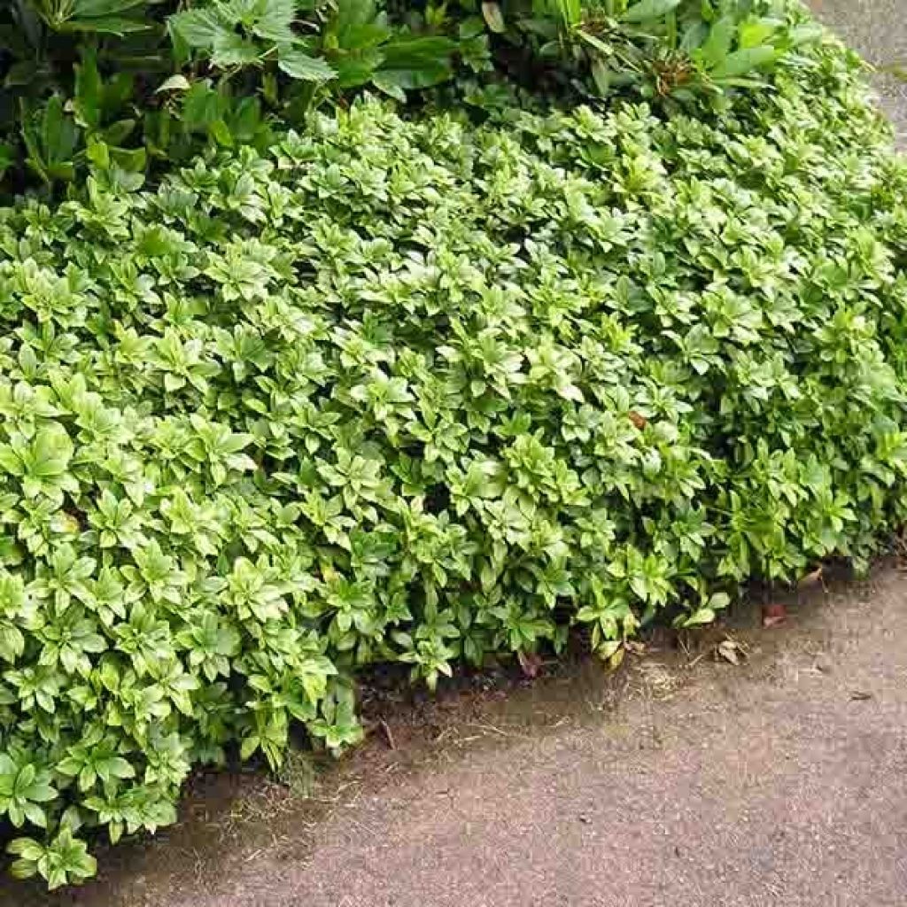 Pachysandra terminalis - Pachisandra