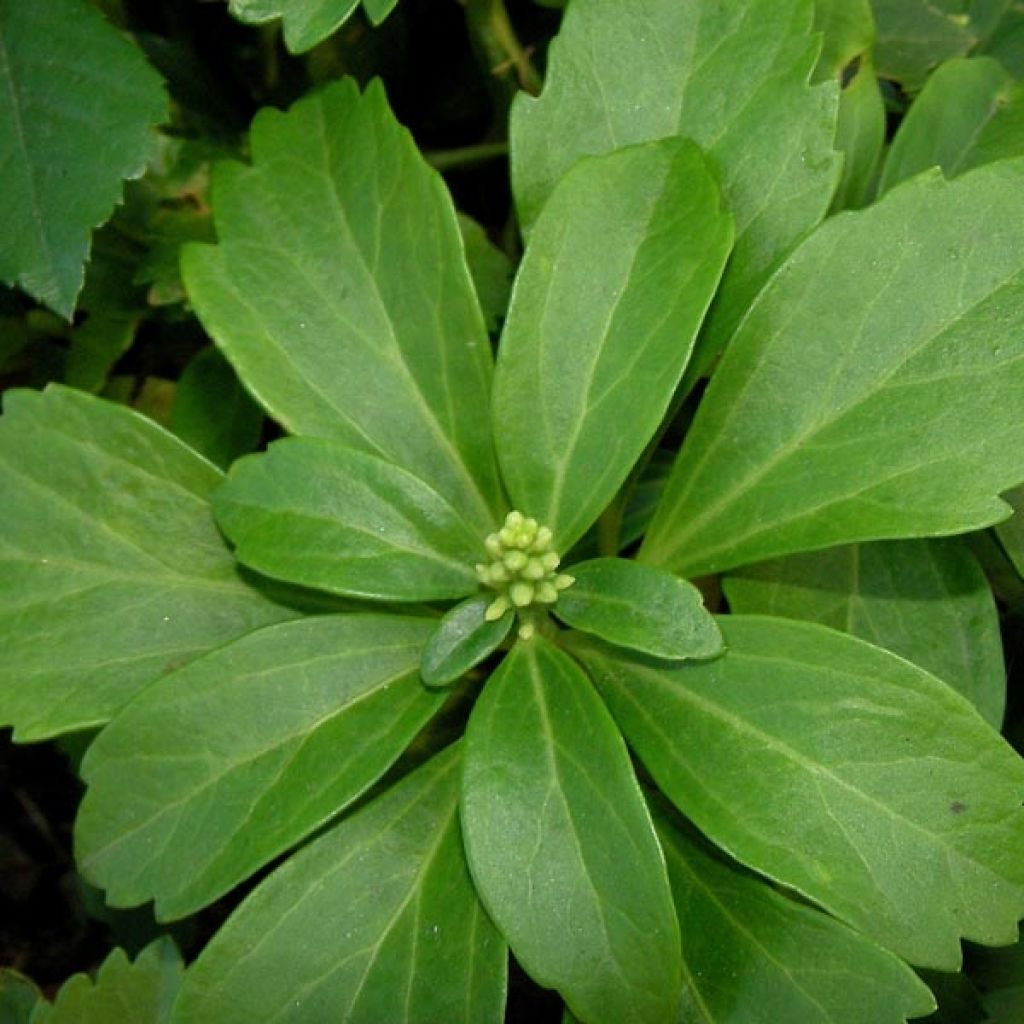 Pachysandra terminalis - Pachisandra