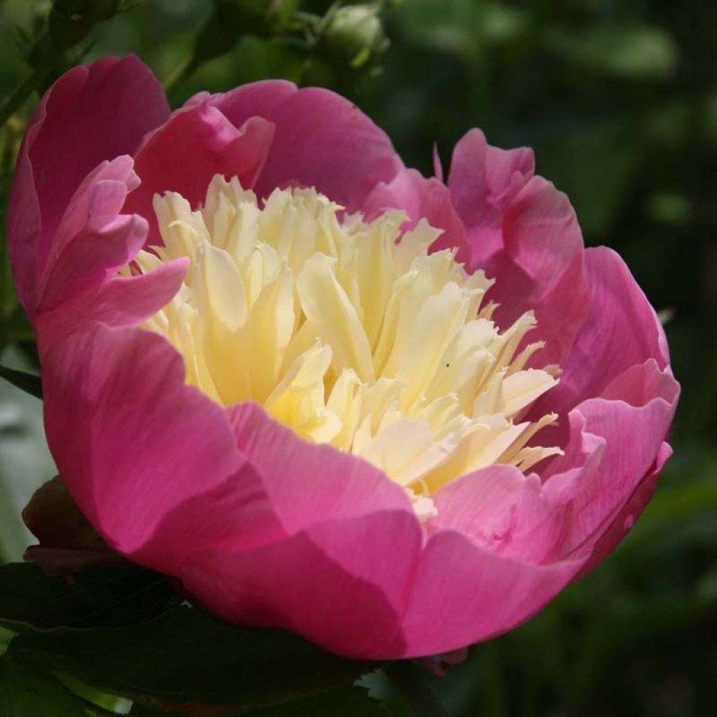 Peonia erbacea Bowl of Beauty